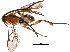  (Diolcogaster - BIOUG19587-A11)  @15 [ ] CreativeCommons - Attribution (2015) CBG Photography Group Centre for Biodiversity Genomics