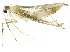 (malaiseGraci01 Malaise7149 - BIOUG19588-B06)  @13 [ ] CreativeCommons - Attribution (2015) CBG Photography Group Centre for Biodiversity Genomics