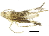  (malaiseGraci01 Malaise6648 - BIOUG19588-B11)  @13 [ ] CreativeCommons - Attribution (2015) CBG Photography Group Centre for Biodiversity Genomics