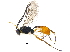  (Campopleginae - BIOUG18388-G02)  @15 [ ] CreativeCommons - Attribution (2015) CBG Photography Group Centre for Biodiversity Genomics
