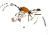  (cryptJanzen01 malaise0185 - BIOUG18388-H01)  @15 [ ] CreativeCommons - Attribution (2015) CBG Photography Group Centre for Biodiversity Genomics