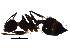  ( - BIOUG19724-B07)  @13 [ ] CreativeCommons - Attribution (2015) CBG Photography Group Centre for Biodiversity Genomics
