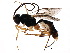  (Brachedra - BIOUG19724-C05)  @14 [ ] CreativeCommons - Attribution (2015) CBG Photography Group Centre for Biodiversity Genomics