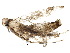  (malaiseGraci01 Malaise1400 - BIOUG19724-G03)  @13 [ ] CreativeCommons - Attribution (2015) CBG Photography Group Centre for Biodiversity Genomics