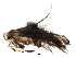  (malaiseGraci01 Malaise9446 - BIOUG19724-G08)  @13 [ ] CreativeCommons - Attribution (2015) CBG Photography Group Centre for Biodiversity Genomics