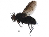  (Lixophaga Janzen5136 - BIOUG19726-A12)  @14 [ ] CreativeCommons - Attribution (2016) CBG Photography Group Centre for Biodiversity Genomics