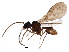 (Strumigenys pariensis - BIOUG19826-B12)  @13 [ ] CreativeCommons - Attribution (2015) CBG Photography Group Centre for Biodiversity Genomics