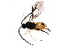  ( - BIOUG19826-C05)  @12 [ ] CreativeCommons - Attribution (2015) CBG Photography Group Centre for Biodiversity Genomics