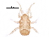  (Cheiroseius sp. 13 - BIOUG19931-D01)  @14 [ ] CreativeCommons - Attribution (2016) CBG Photography Group Centre for Biodiversity Genomics