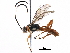  (Carinodes Malaise5086 - BIOUG19932-A07)  @15 [ ] CreativeCommons - Attribution (2016) CBG Photography Group Centre for Biodiversity Genomics