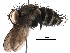  (Lixophaga Malaise5958 - BIOUG19932-B09)  @14 [ ] CreativeCommons - Attribution (2016) CBG Photography Group Centre for Biodiversity Genomics