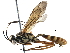  (Tricholabus - BIOUG19932-C07)  @14 [ ] CreativeCommons - Attribution (2016) CBG Photography Group Centre for Biodiversity Genomics