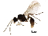 (Acanthognathus - BIOUG19940-G05)  @13 [ ] CreativeCommons - Attribution (2016) CBG Photography Group Centre for Biodiversity Genomics