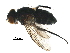  (Chaetostigmoptera - BIOUG19726-H03)  @14 [ ] CreativeCommons - Attribution (2016) CBG Photography Group Centre for Biodiversity Genomics