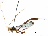  (Grotea Malaise5158 - BIOUG19932-G11)  @14 [ ] CreativeCommons - Attribution (2016) CBG Photography Group Centre for Biodiversity Genomics