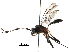 (crypMalaise01 Malaise5831 - BIOUG19932-H05)  @14 [ ] CreativeCommons - Attribution (2016) CBG Photography Group Centre for Biodiversity Genomics