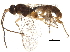  (Chilocyrtus malaise0616 - BIOUG20201-E04)  @13 [ ] CreativeCommons - Attribution (2015) CBG Photography Group Centre for Biodiversity Genomics
