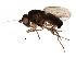  (Sclerocoelus irregularis - BIOUG22788-F12)  @14 [ ] CreativeCommons - Attribution (2016) CBG Photography Group Centre for Biodiversity Genomics