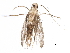  (malaiseGraci01 Malaise3188 - BIOUG22791-G12)  @13 [ ] CreativeCommons - Attribution (2015) CBG Photography Group Centre for Biodiversity Genomics