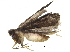  (cosmoMalaise01 Malaise5928 - BIOUG20202-B12)  @13 [ ] CreativeCommons - Attribution (2016) CBG Photography Group Centre for Biodiversity Genomics