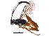  (Carinodes Malaise9427 - BIOUG22612-A08)  @14 [ ] CreativeCommons - Attribution (2016) CBG Photography Group Centre for Biodiversity Genomics
