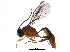  ( - BIOUG22612-A10)  @13 [ ] CreativeCommons - Attribution (2016) CBG Photography Group Centre for Biodiversity Genomics