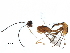 (Xiphosomella Malaise4929 - BIOUG22620-E12)  @13 [ ] CreativeCommons - Attribution (2015) CBG Photography Group Centre for Biodiversity Genomics