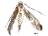  (malaiseGraci01 Malaise5625 - BIOUG22620-G09)  @13 [ ] CreativeCommons - Attribution (2015) CBG Photography Group Centre for Biodiversity Genomics