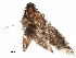 (ereMalaise4919 - BIOUG22620-H09)  @13 [ ] CreativeCommons - Attribution (2015) CBG Photography Group Centre for Biodiversity Genomics
