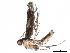  (malaiseGraci01 Malaise5369 - BIOUG22620-H11)  @13 [ ] CreativeCommons - Attribution (2015) CBG Photography Group Centre for Biodiversity Genomics