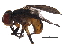  (Acaulona - BIOUG22612-E10)  @14 [ ] CreativeCommons - Attribution (2016) CBG Photography Group Centre for Biodiversity Genomics