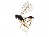  (ichneuMalaise01 Malaise7086 - BIOUG23036-B01)  @14 [ ] CreativeCommons - Attribution (2016) CBG Photography Group Centre for Biodiversity Genomics