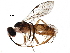  (crypMalaise01 Malaise6475 - BIOUG23036-C06)  @14 [ ] CreativeCommons - Attribution (2016) CBG Photography Group Centre for Biodiversity Genomics