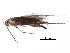  (malaiseGraci01 Malaise6338 - BIOUG23037-A01)  @13 [ ] CreativeCommons - Attribution (2016) CBG Photography Group Centre for Biodiversity Genomics