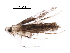  (malaiseGraci01 Malaise7587 - BIOUG23037-A02)  @13 [ ] CreativeCommons - Attribution (2016) CBG Photography Group Centre for Biodiversity Genomics
