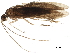  ( - BIOUG23036-H02)  @11 [ ] CreativeCommons - Attribution (2018) CBG Photography Group Centre for Biodiversity Genomics