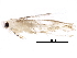  (malaiseGraci01 Malaise9172 - BIOUG23038-D09)  @13 [ ] CreativeCommons - Attribution (2016) CBG Photography Group Centre for Biodiversity Genomics