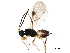  ( - BIOUG23153-G11)  @14 [ ] CreativeCommons - Attribution (2016) CBG Photography Group Centre for Biodiversity Genomics