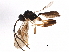  (cryptJanzen01 Malaise7056 - BIOUG23153-H06)  @14 [ ] CreativeCommons - Attribution (2016) CBG Photography Group Centre for Biodiversity Genomics