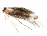 (malaiseGraci01 Malaise8011 - BIOUG23588-G02)  @13 [ ] CreativeCommons - Attribution (2016) CBG Photography Group Centre for Biodiversity Genomics