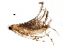  (malaiseGraci01 Malaise8727 - BIOUG23588-G12)  @13 [ ] CreativeCommons - Attribution (2016) CBG Photography Group Centre for Biodiversity Genomics