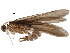  ( - BIOUG23963-A07)  @11 [ ] CreativeCommons - Attribution (2018) CBG Photography Group Centre for Biodiversity Genomics