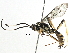  (cryptJanzen01 Light3547 - BIOUG23924-C02)  @14 [ ] CreativeCommons - Attribution (2016) CBG Photography Group Centre for Biodiversity Genomics
