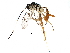  (cryptJanzen01 Malaise2659 - BIOUG23959-F06)  @14 [ ] CreativeCommons - Attribution (2016) CBG Photography Group Centre for Biodiversity Genomics