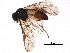  (Acordulecera Malaise5235 - BIOUG24610-A09)  @13 [ ] CreativeCommons - Attribution (2016) CBG Photography Group Centre for Biodiversity Genomics