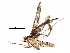  (malaiseGraci01 malaise0419 - BIOUG23886-E08)  @13 [ ] CreativeCommons - Attribution (2016) CBG Photography Group Centre for Biodiversity Genomics