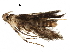  (malaiseGraci01 Malaise1540 - BIOUG23886-F05)  @13 [ ] CreativeCommons - Attribution (2016) CBG Photography Group Centre for Biodiversity Genomics