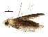  (malaiseGraci01 Malaise0585 - BIOUG23886-F07)  @13 [ ] CreativeCommons - Attribution (2016) CBG Photography Group Centre for Biodiversity Genomics
