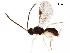  (Pseudognaptodon Malaise9798 - BIOUG24961-D02)  @14 [ ] CreativeCommons - Attribution (2017) CBG Photography Group Centre for Biodiversity Genomics