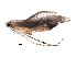  (malaiseGraci01 malaise0376 - BIOUG24963-A09)  @13 [ ] CreativeCommons - Attribution (2016) CBG Photography Group Centre for Biodiversity Genomics